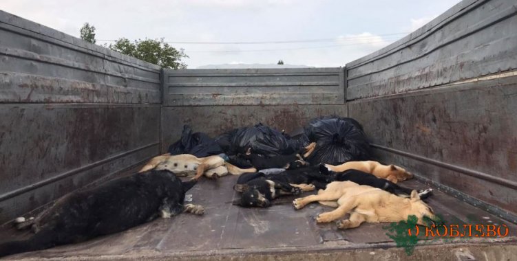 Массовая травля собак произошла в Коблево