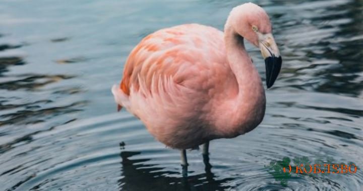На Тилигульском лимане осели фламинго