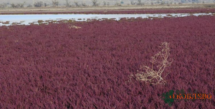 Дивные растения побережья Тилигульского лимана — красные суккуленты солеросы (фото)