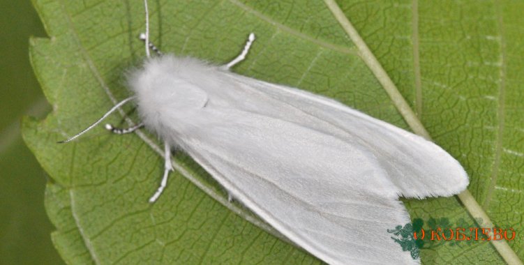 Опасный вредитель: на территории Коблевской ОТГ замечена американская белая бабочка