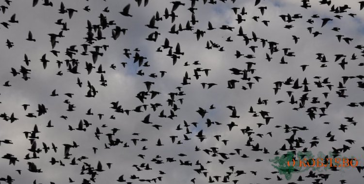 Тилигульский лиман — «перевалочная база» для мигрирующих птиц (фото)