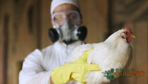 В Николаевской области зарегистрировано заболевание птичьим гриппом