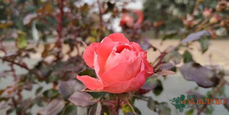 В Очакове в начале года зацвели розы (фотофакт)