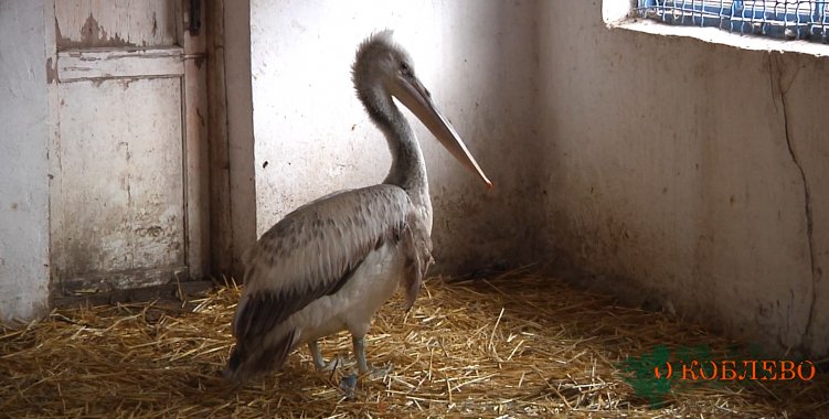 Кучерявый пеликан Дэн, найденный на территории РЛП «Тилигульский», освоился в Одесском зоопарке (фото)