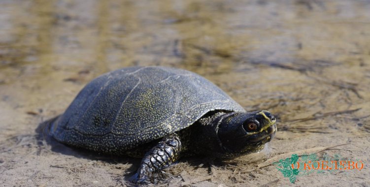 Удивительные жители Тилигула — болотные черепахи