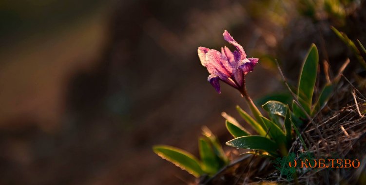 Флора РЛП «Тилигульский»: цветы петушки