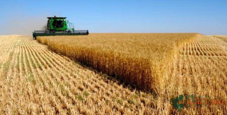 Министерство сельского хозяйства США дало прогноз по экспорту украинского зерна