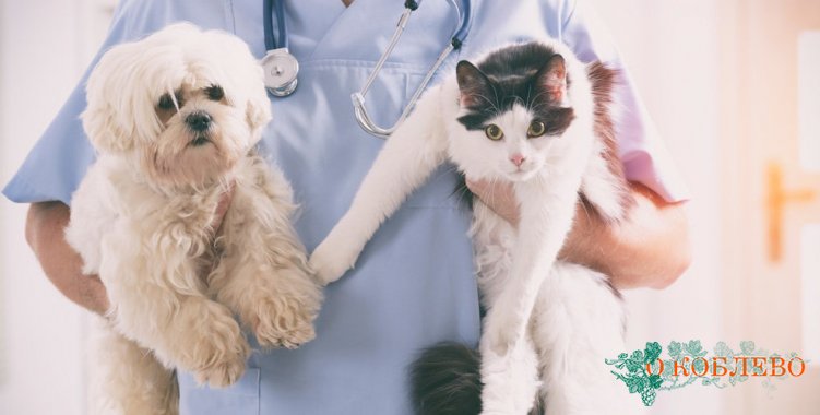 В Коблевской ОТГ призвали стерилизовать собак и кошек