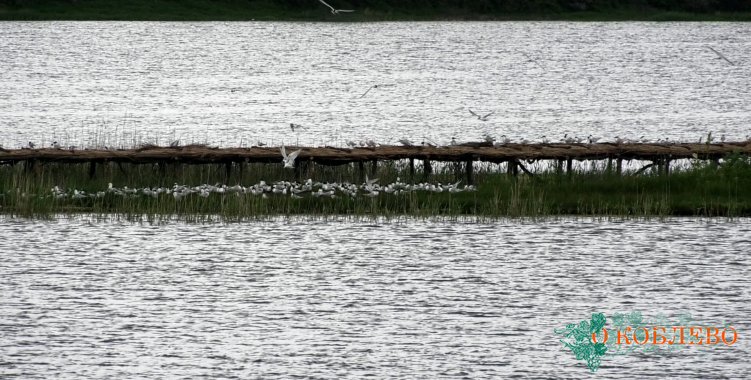 В РЛП «Тилигульский» построено 500 кв. м платформ для гнездования птиц (фото)
