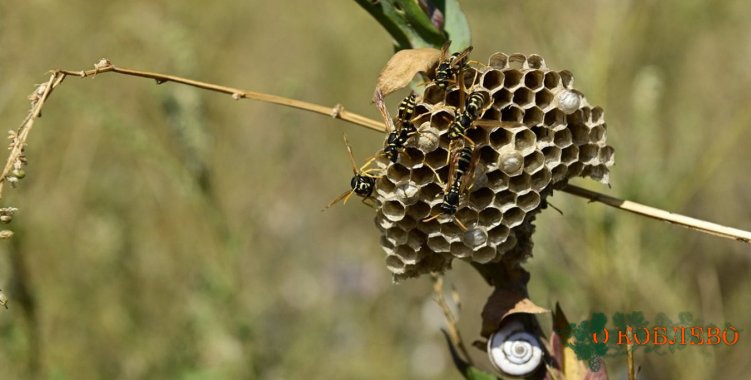 Удивительная фауна Тилигула: как бумажные осы строят свои гнезда
