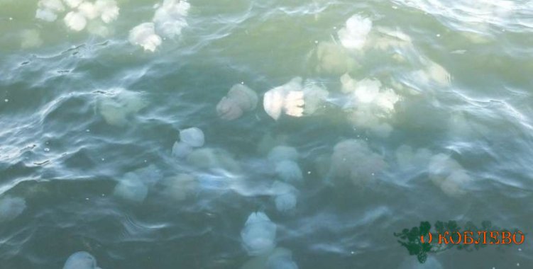 В Коблево отдыхающие наблюдали атаку медуз