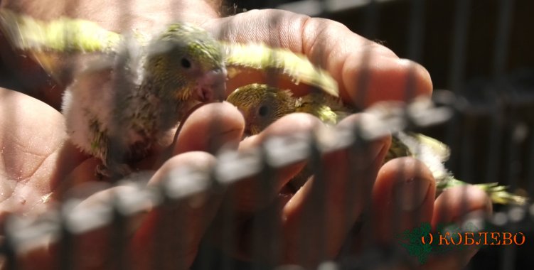 В семье Кулик из Рыбаковки пополнение среди птиц: начался процесс разведения и уже есть выводки (фото)