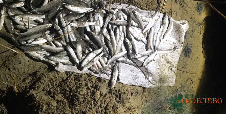На Тилигуле браконьер незаконно выловил кефали почти на 80 тысяч гривен (фото)