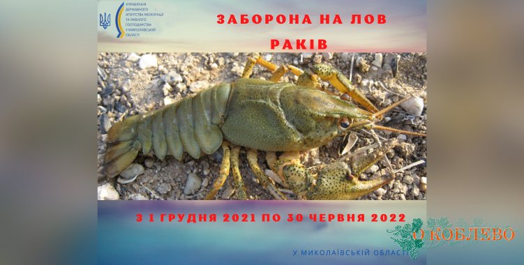 С 1 декабря в водоемах Николаевской области будет действовать запрет на вылов раков