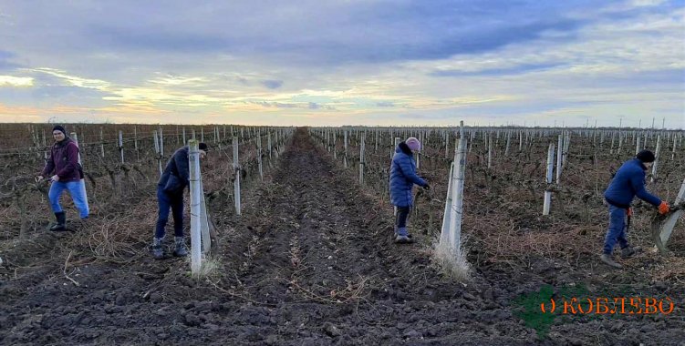 На винодельне «Koblevo» продолжается сезон подготовки виноградников к зимним холодам (фото)