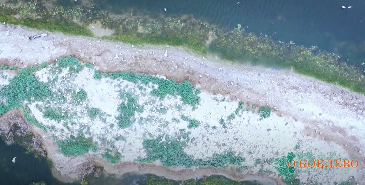 Колония морских голубков была замечена на Тилигульском лимане (фото, видео)
