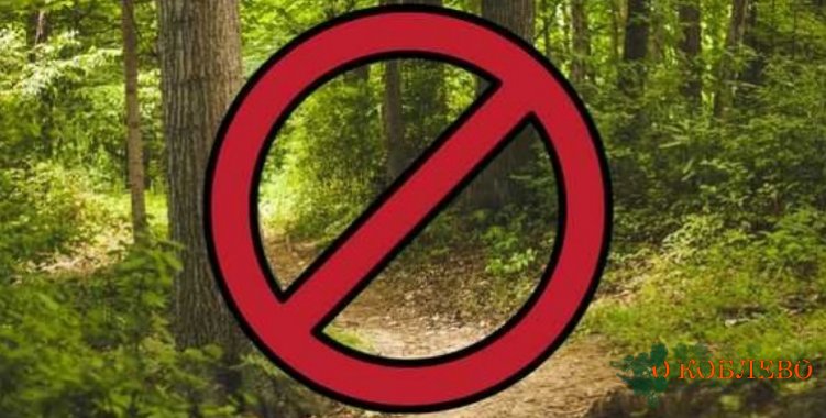 В Николаевской области цивильным запрещено посещение лесов